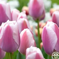 Heirloom Roses Ollioules Online