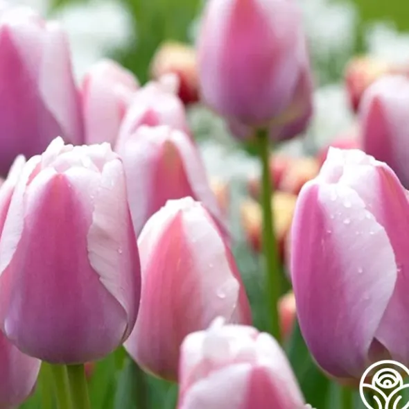 Heirloom Roses Ollioules Online