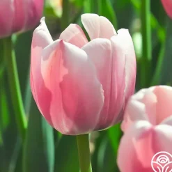 Heirloom Roses Ollioules Online