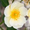 Heirloom Roses Omi Oswald Outlet