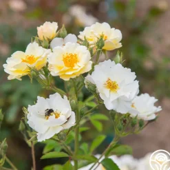 Heirloom Roses Omi Oswald Outlet