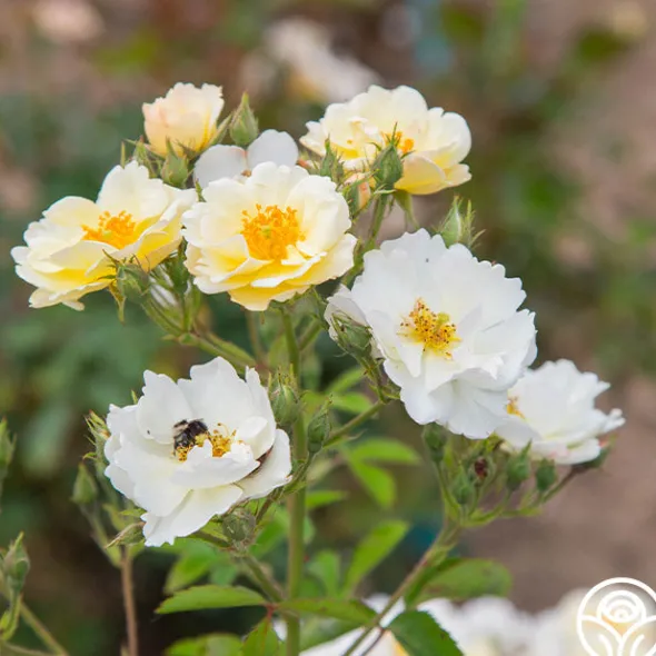 Heirloom Roses Omi Oswald Outlet
