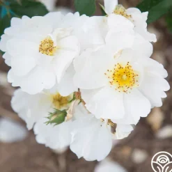 Heirloom Roses Omi Oswald Outlet