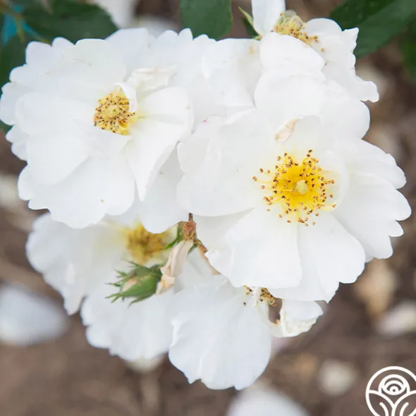 Heirloom Roses Omi Oswald Outlet