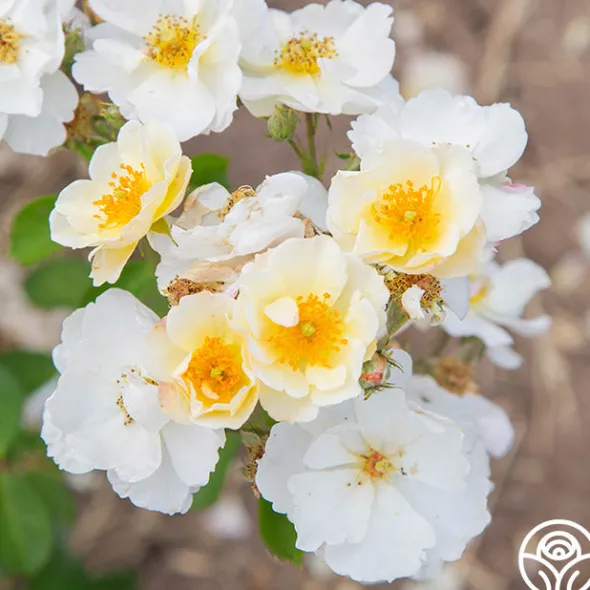 Heirloom Roses Omi Oswald Outlet