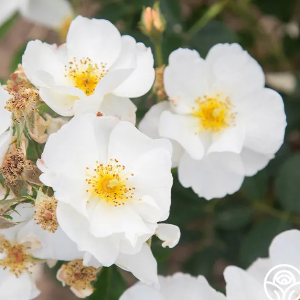 Heirloom Roses Omi Oswald Outlet