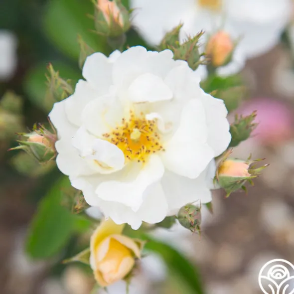 Heirloom Roses Omi Oswald Outlet