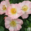 Heirloom Roses Open Arms Outlet
