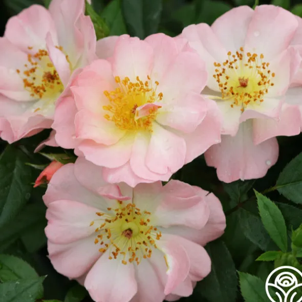 Heirloom Roses Open Arms Outlet