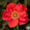 Heirloom Roses Orange Floorshow