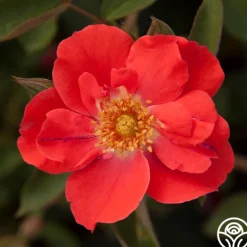 Heirloom Roses Orange Floorshow