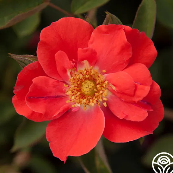 Heirloom Roses Orange Floorshow
