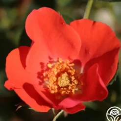 Heirloom Roses Orange Floorshow