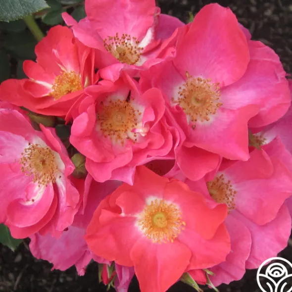 Heirloom Roses Orange Floorshow