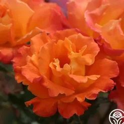 Heirloom Roses Orange Waves™ Best