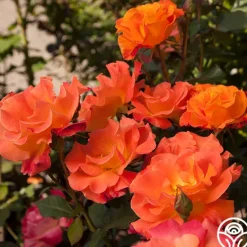 Heirloom Roses Orange Waves™ Best