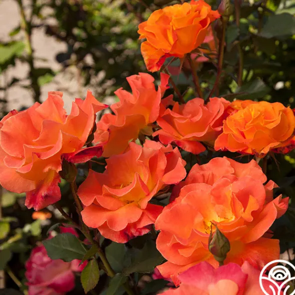 Heirloom Roses Orange Waves™ Best