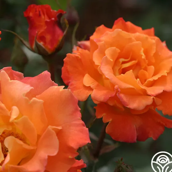 Heirloom Roses Orange Waves™ Best