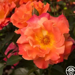 Heirloom Roses Orange Waves™ Best