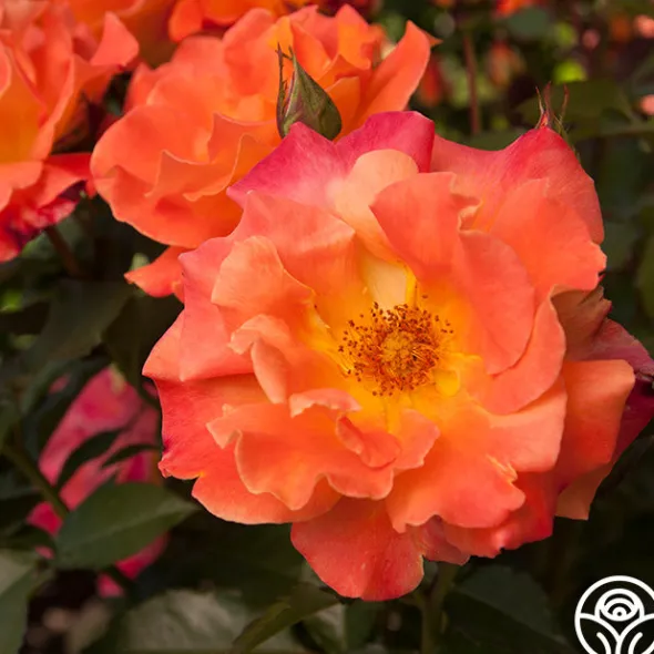 Heirloom Roses Orange Waves™ Best