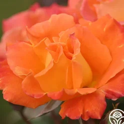 Heirloom Roses Orange Waves™ Best