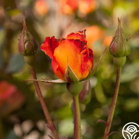 Heirloom Roses Orange Waves™ Best