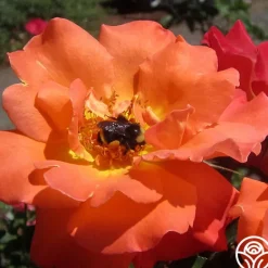 Heirloom Roses Orange Waves™ Best