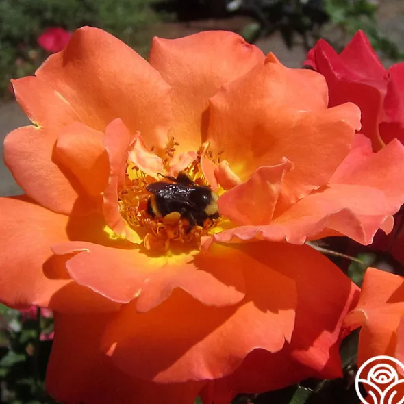Heirloom Roses Orange Waves™ Best