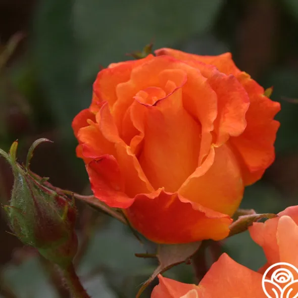 Heirloom Roses Orange Waves™ Best