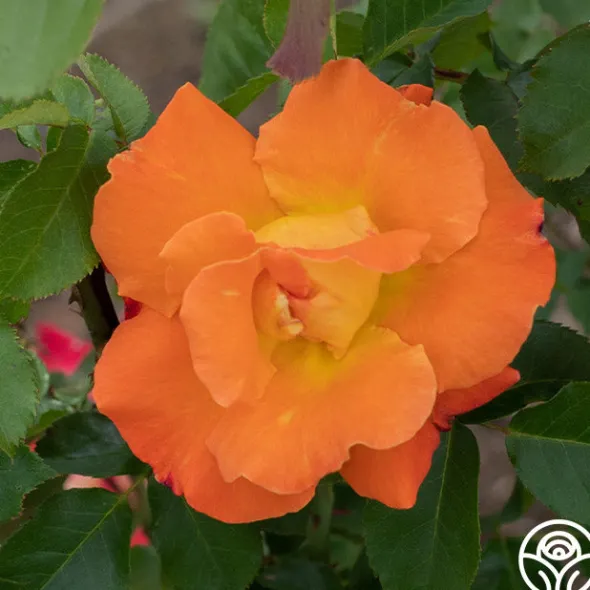 Heirloom Roses Orange Waves™ Best