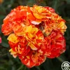 Heirloom Roses Oranges 'n' Lemons