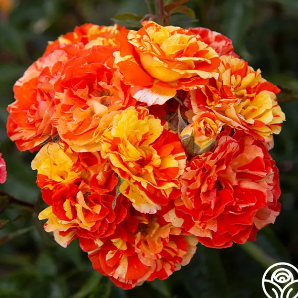 Heirloom Roses Oranges 'n' Lemons
