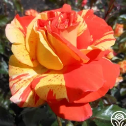 Heirloom Roses Oranges 'n' Lemons