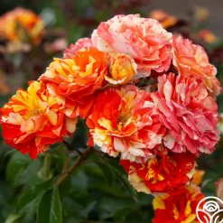 Heirloom Roses Oranges 'n' Lemons