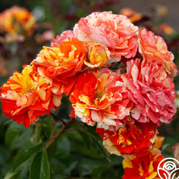 Heirloom Roses Oranges 'n' Lemons