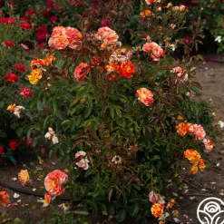 Heirloom Roses Oranges 'n' Lemons