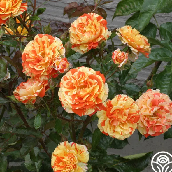 Heirloom Roses Oranges 'n' Lemons
