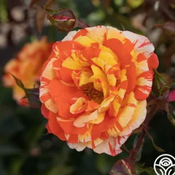 Heirloom Roses Oranges 'n' Lemons