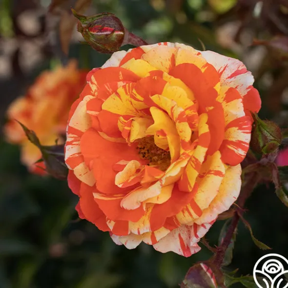 Heirloom Roses Oranges 'n' Lemons