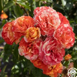 Heirloom Roses Oranges 'n' Lemons