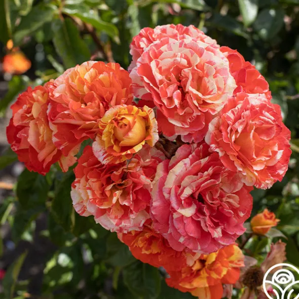 Heirloom Roses Oranges 'n' Lemons