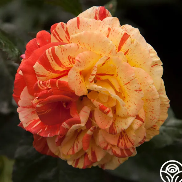 Heirloom Roses Oranges 'n' Lemons