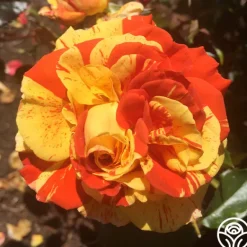 Heirloom Roses Oranges 'n' Lemons