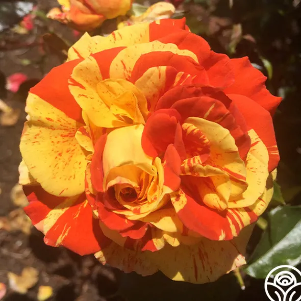 Heirloom Roses Oranges 'n' Lemons