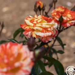 Heirloom Roses Oranges 'n' Lemons