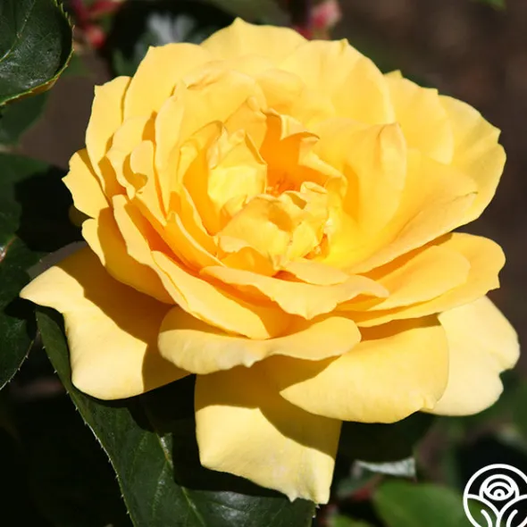 Heirloom Roses Oregold Outlet