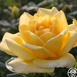 Heirloom Roses Oregold Outlet