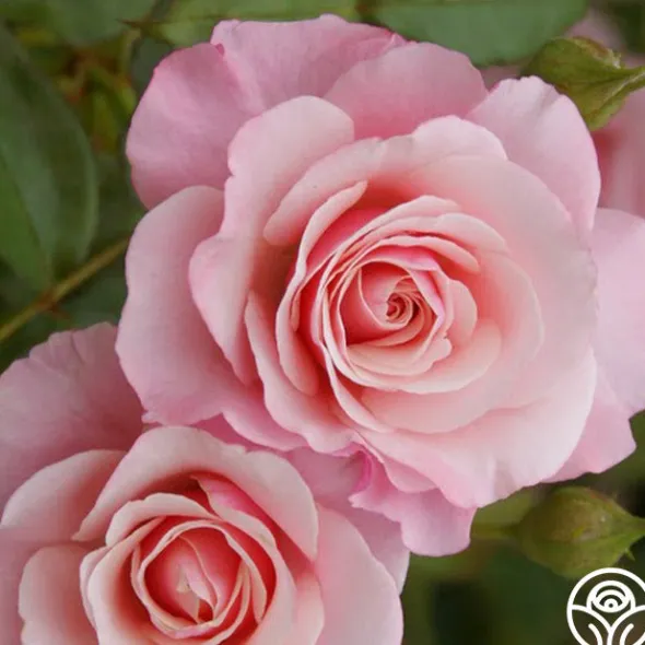 Heirloom Roses Our Lady Of Guadalupe™ Hot