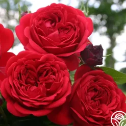 Heirloom Roses Out Of Rosenheim™ Best
