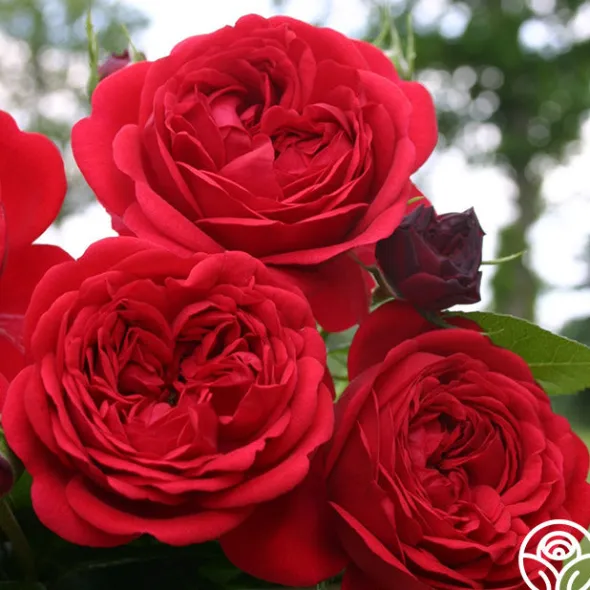Heirloom Roses Out Of Rosenheim™ Best